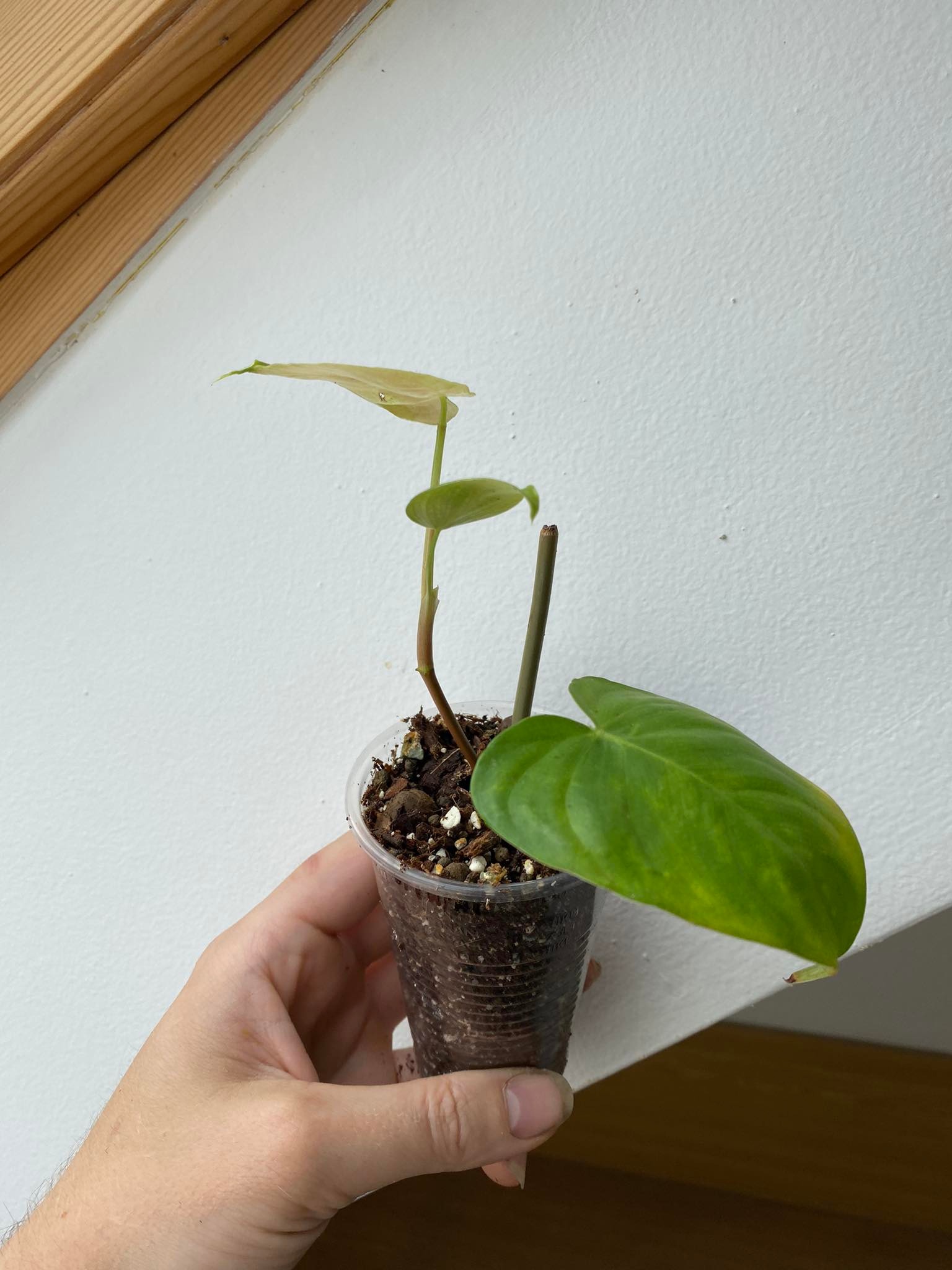 Philodendron cf. malesevichiae