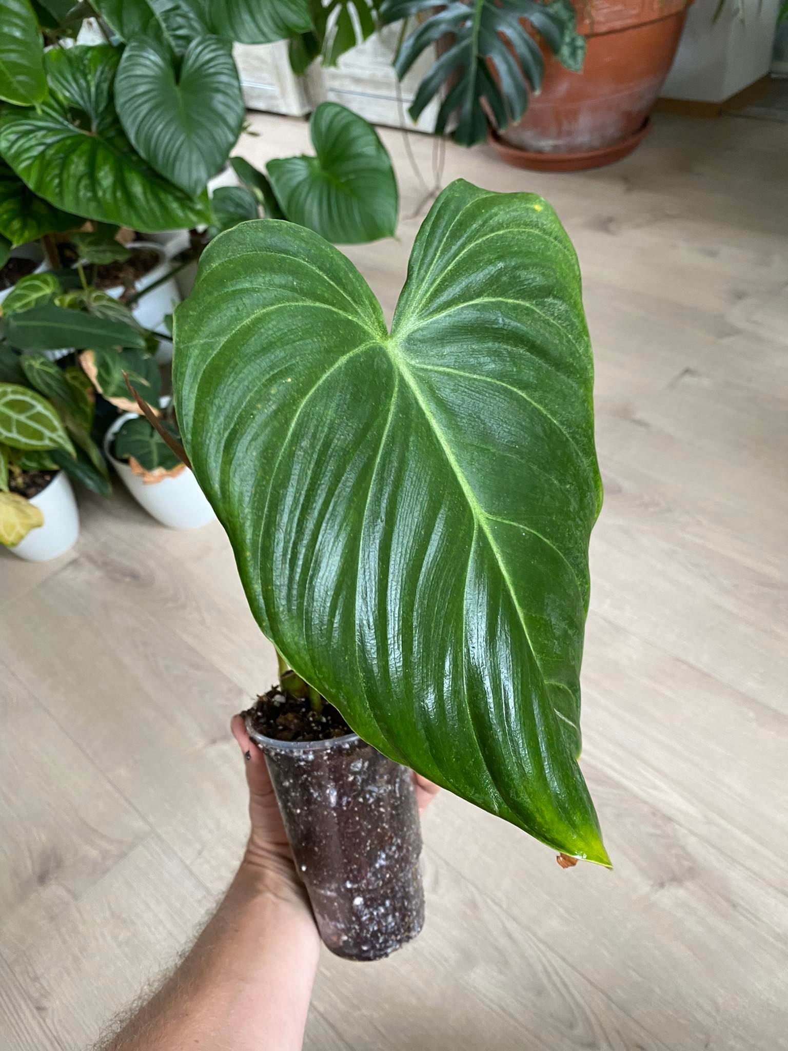 Philodendron x glorious C