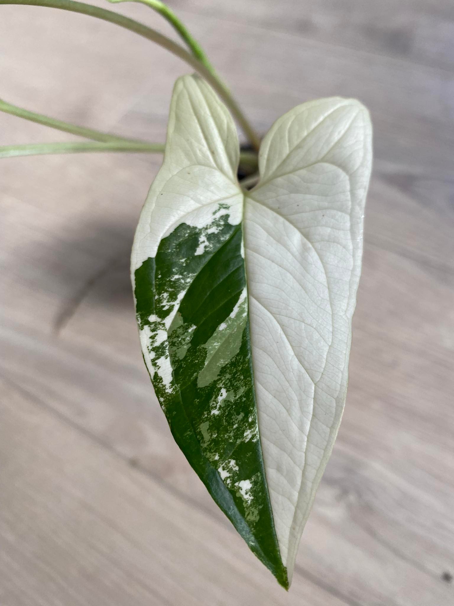 Syngonium imperial white (syn. variegata) 