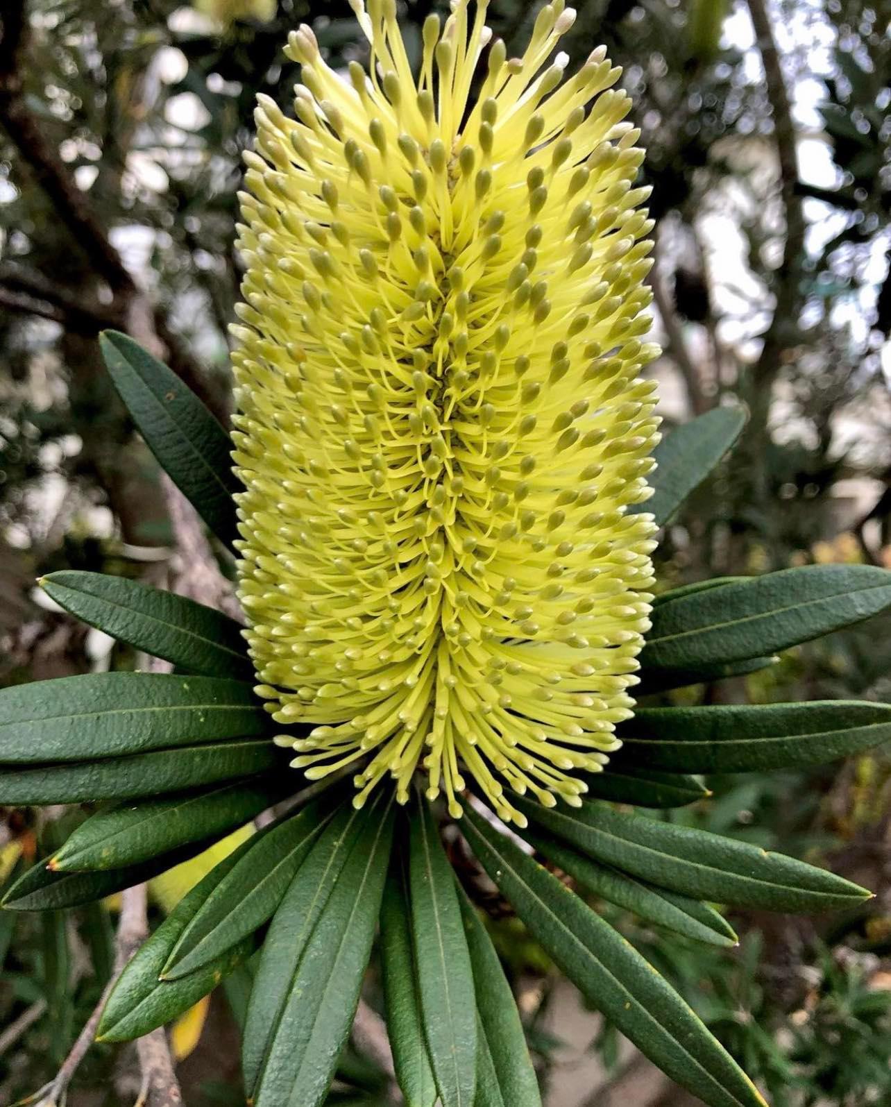 Banksie - Banksia integrifolia