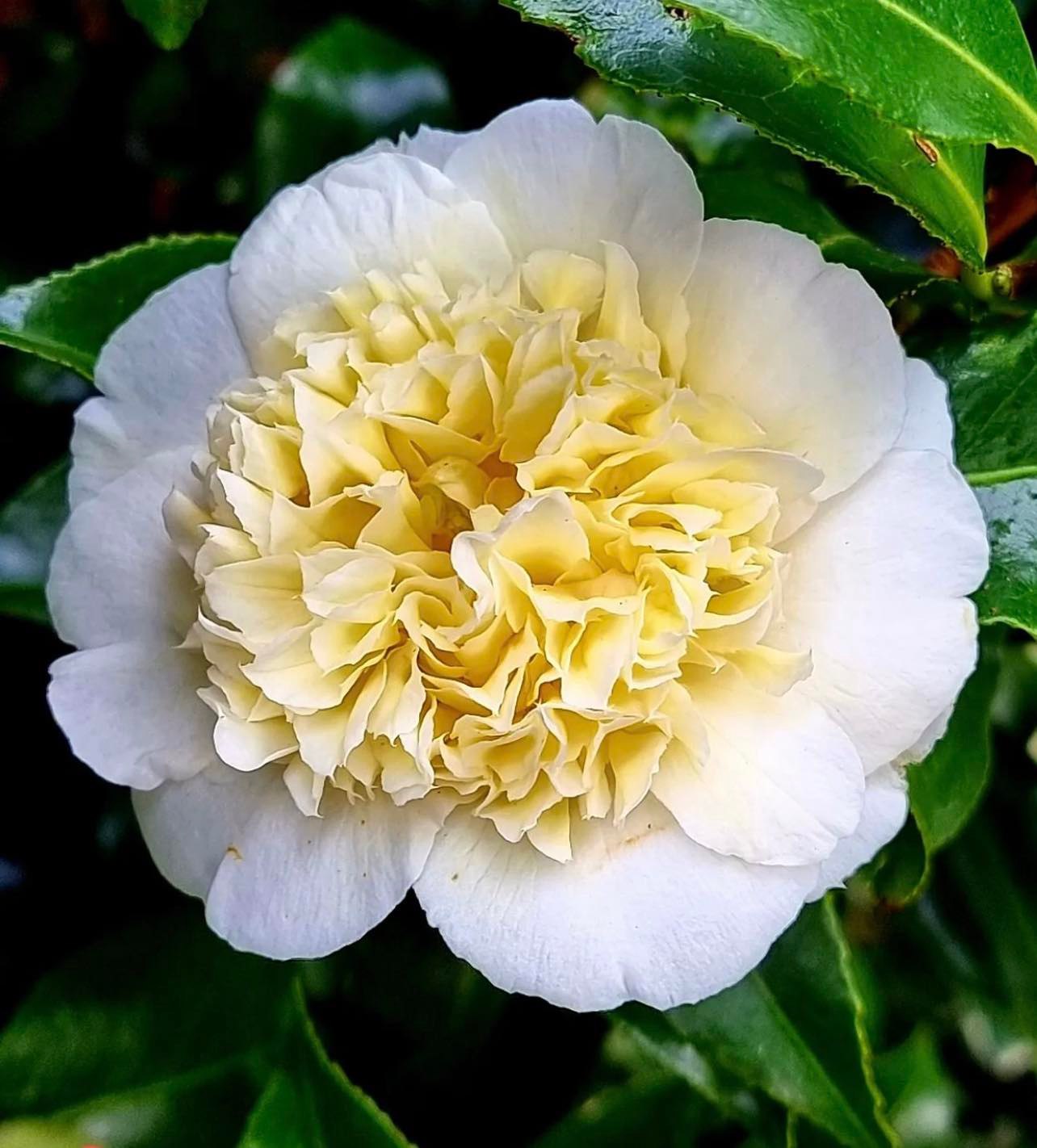 Kamélie Williamsova "Jury´s Yellow" - Camellia x williamsii