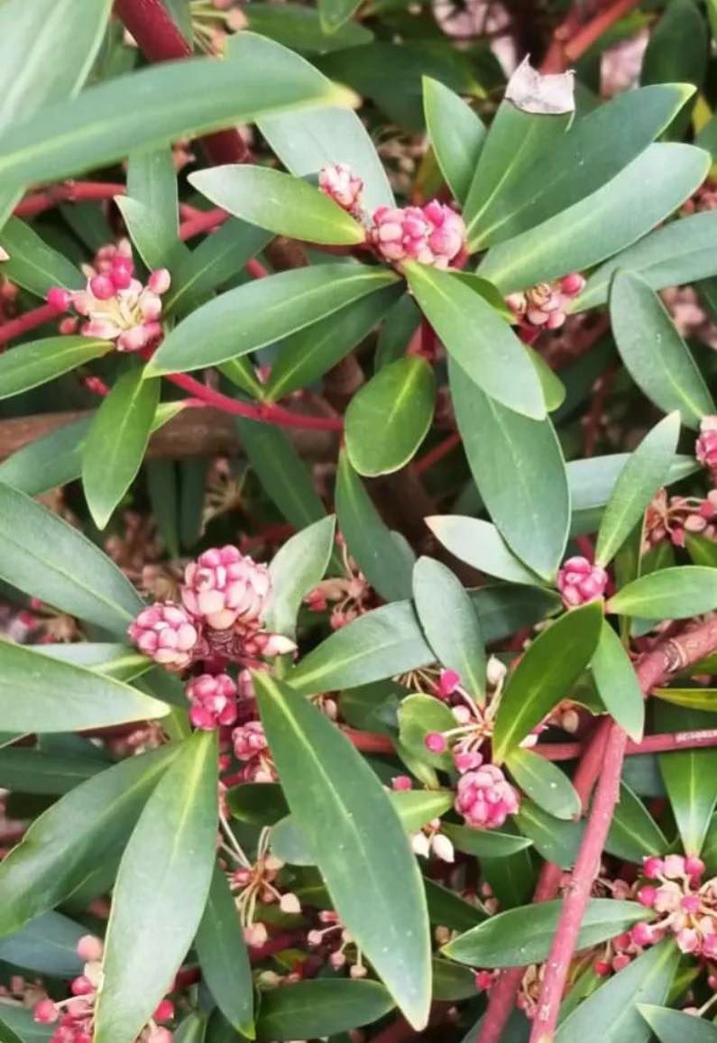 Tasmánský pepř - Drimys aromatica (=Tasmannia lanceolata)