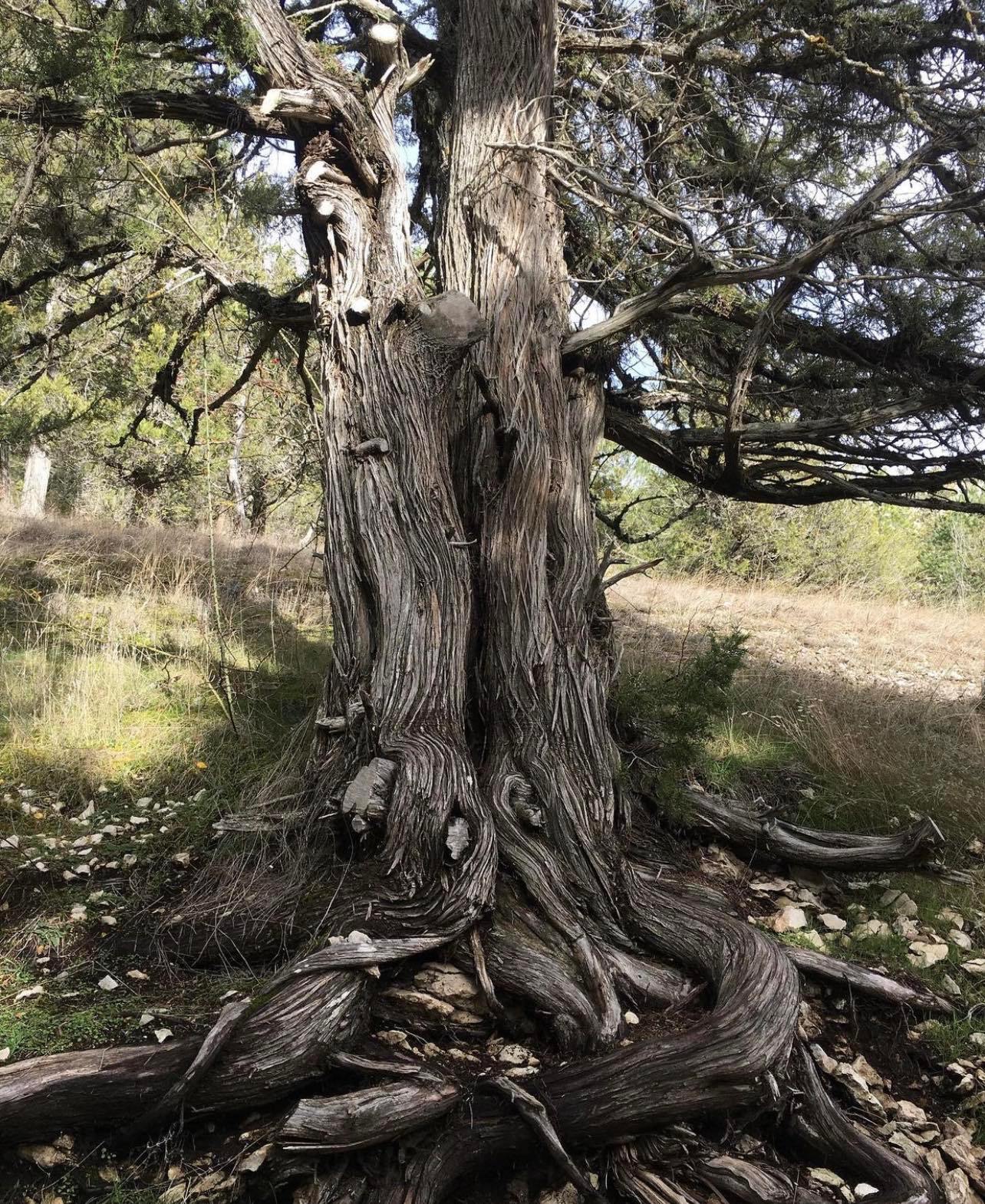 Jalovec kadidlový - Juniperus thurifera