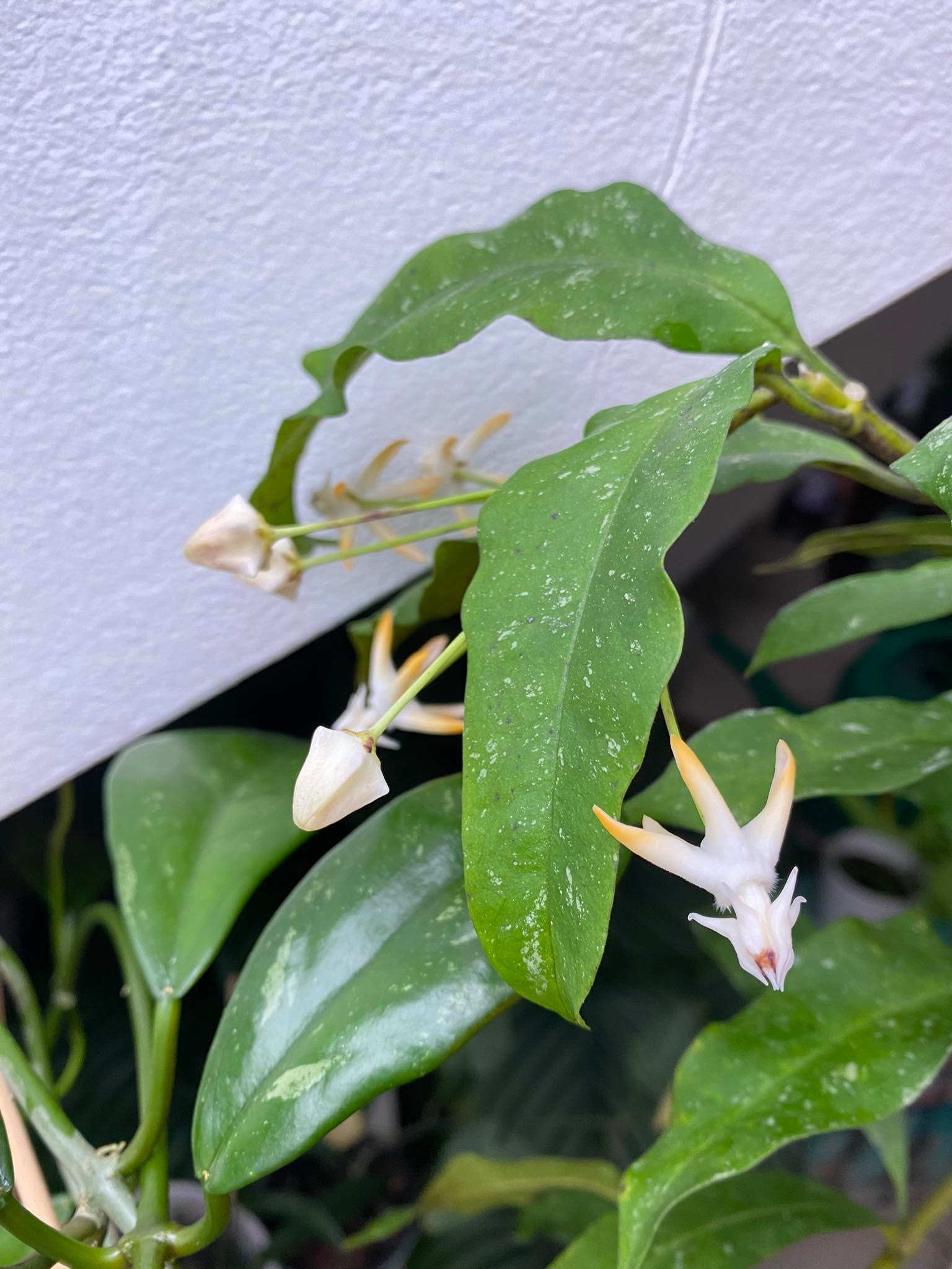 Hoya multiflora - javanica