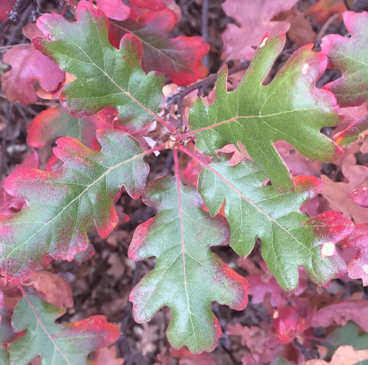Dub oregonský - Quercus garryana (Oregon) k2l