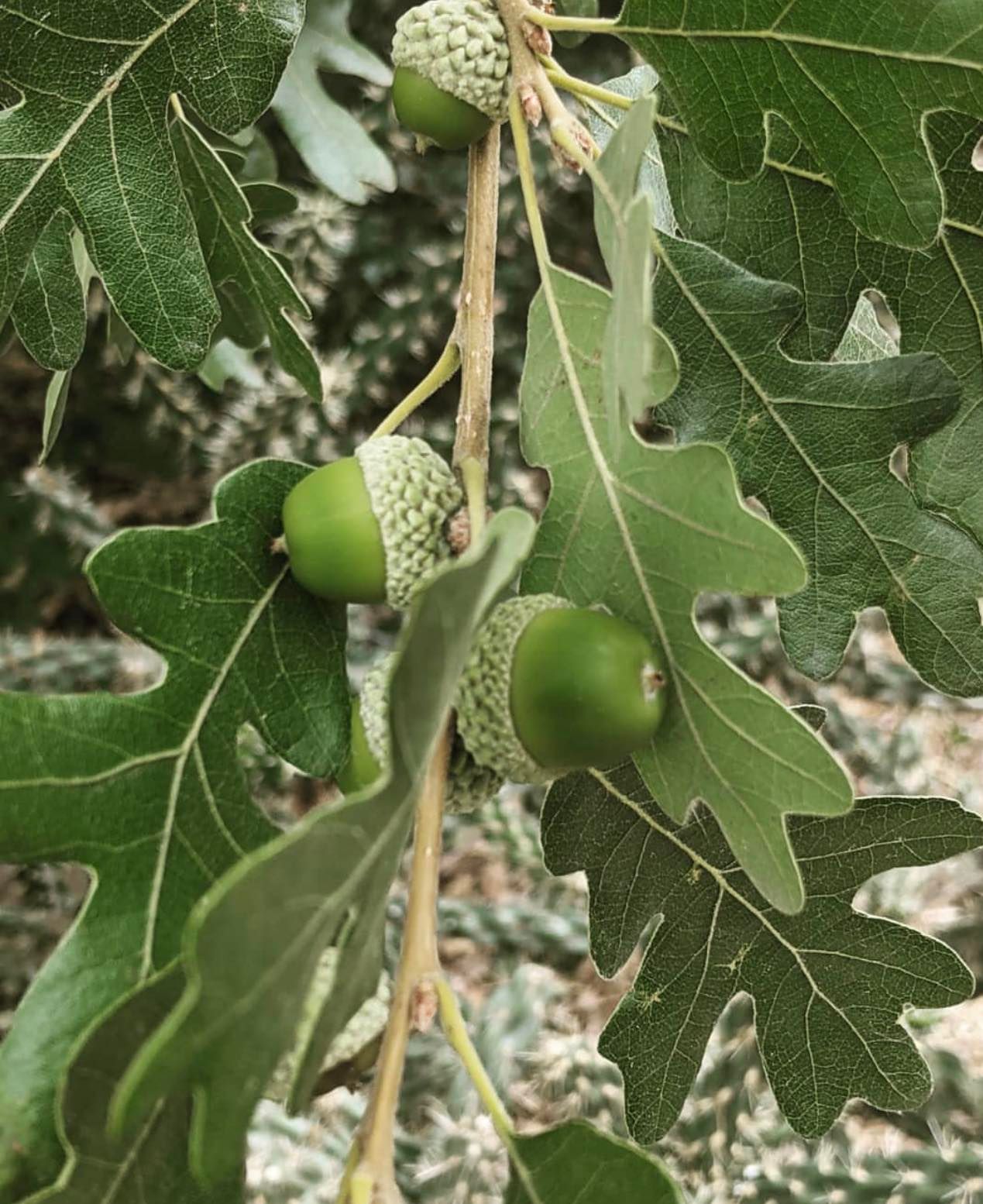Dub Gambelův (jedlý) - Quercus gambelii (Oregon) k2l