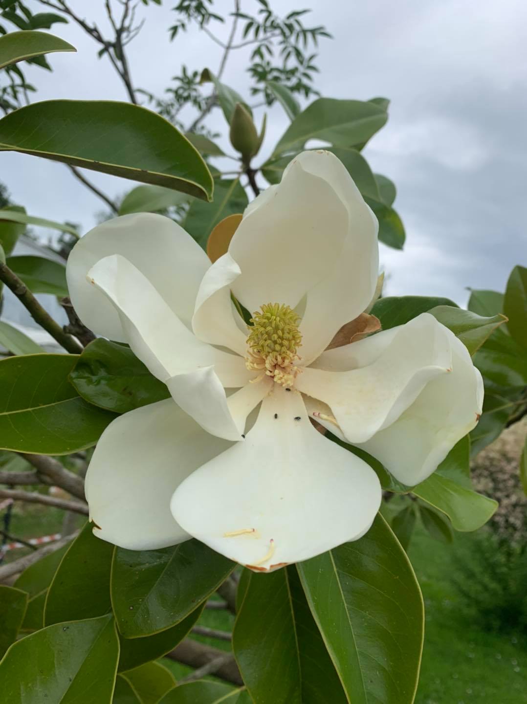 Šácholan velkokvětý - Magnolia grandiflora Nantais, 20/30 cm