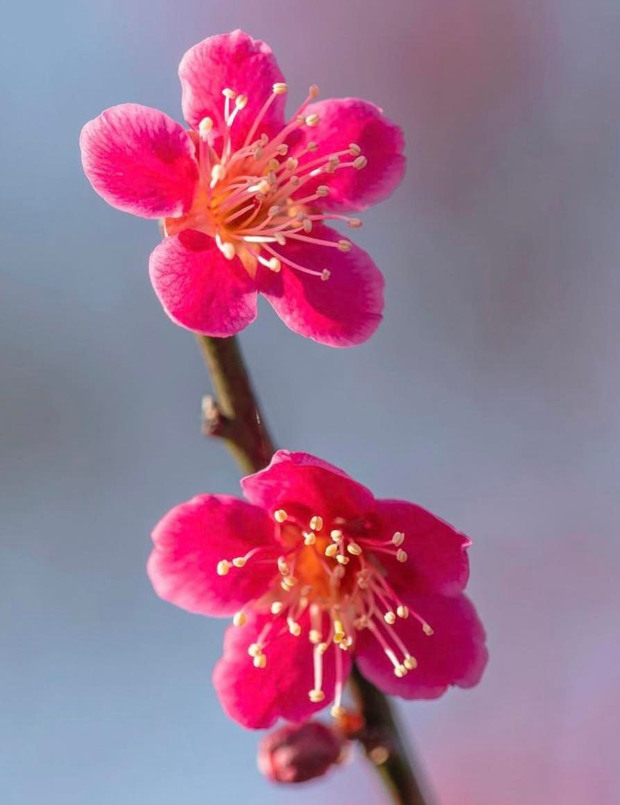 Meruňka japonská "Hirotsukasa" - Prunus mume