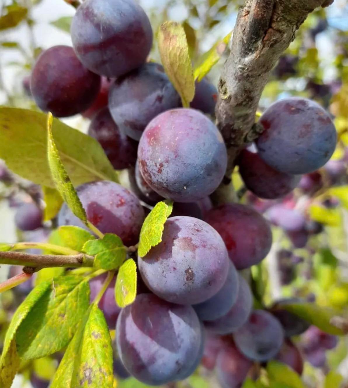 Slivoň špendlík modrý - Prunus insititia