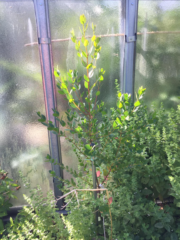 Eucalyptus subcrenulata, -18°C