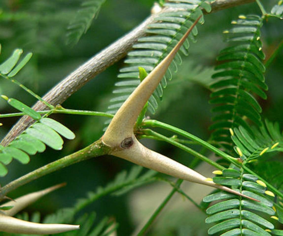 Akácie kulohlavá - Acacia (=Vachellia) sphaerocephala