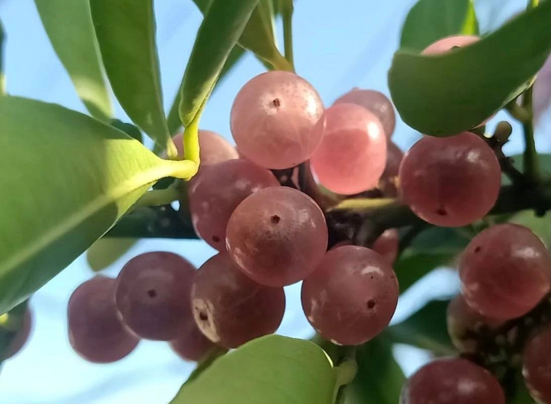 Glycosmis pentaphylla - "Gin berry"