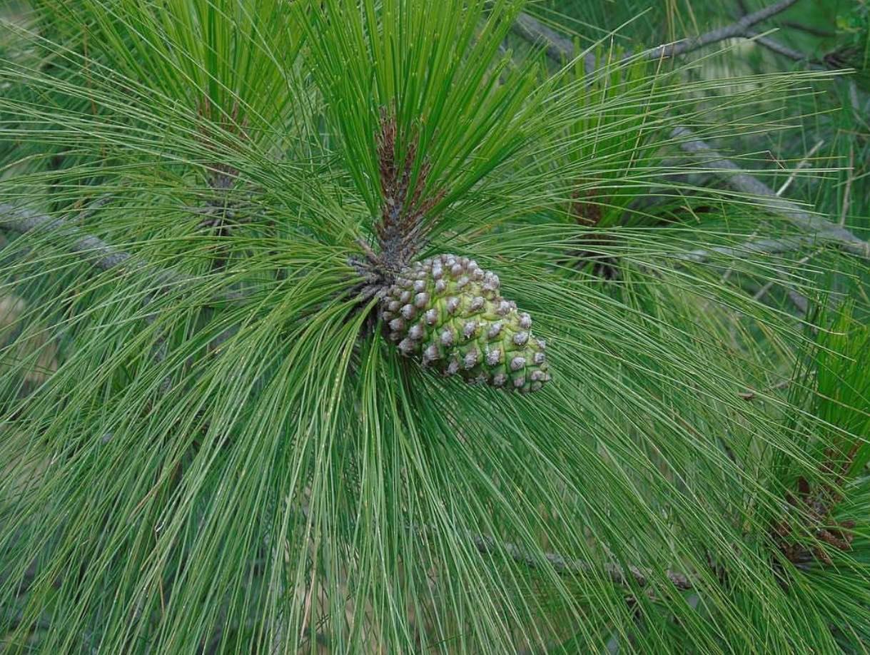 Borovice pavejmutka  - Pinus pseudostrobus