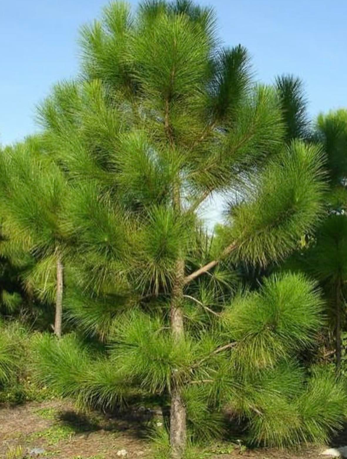 Borovice dlouholistá  - Pinus roxburghii