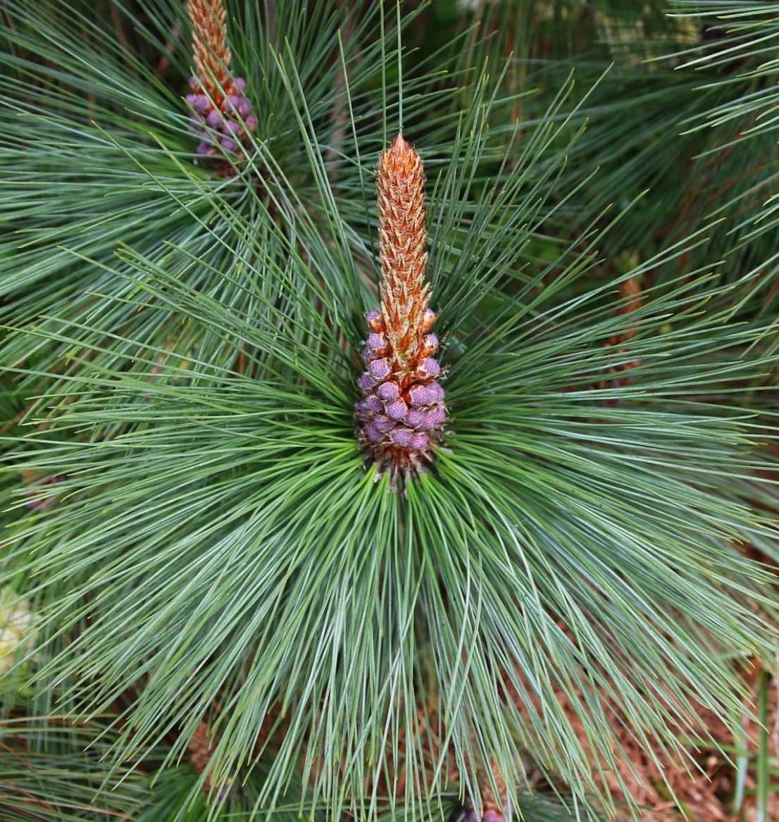 Borovice Montezumova  - Pinus montezumae