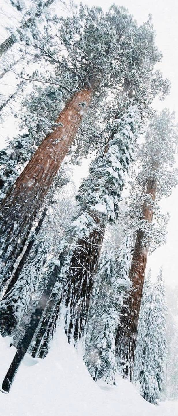 Sekvoj vždyzelená "Extreme collection" - Sequoia sempervirens