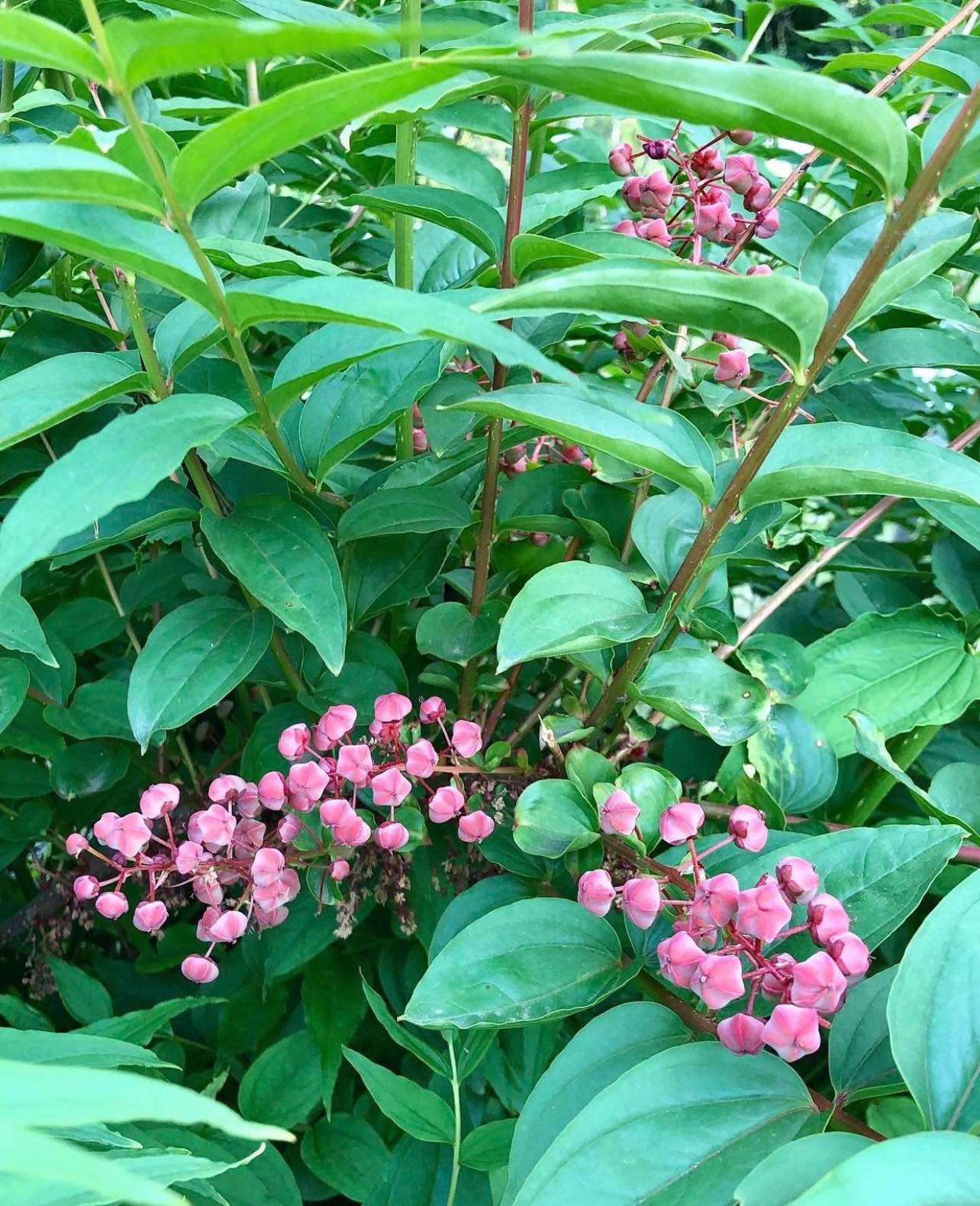 Kožařka japonská - Coriaria japonica