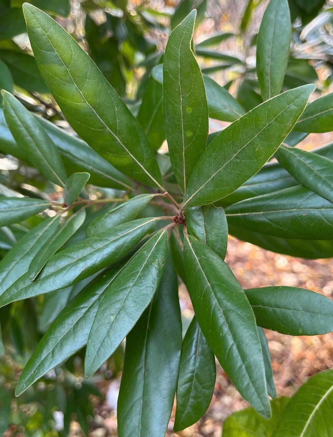 Hruškovec - Persea borbonia "mrazuvzdorné avokádo"