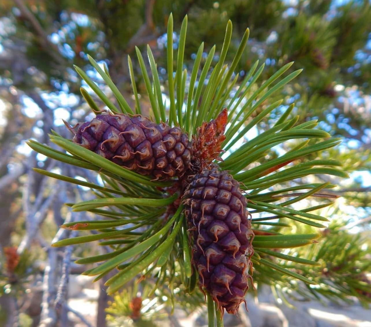 Borovice pokroucená širokolistá  - Pinus contorta subsp. latifolia