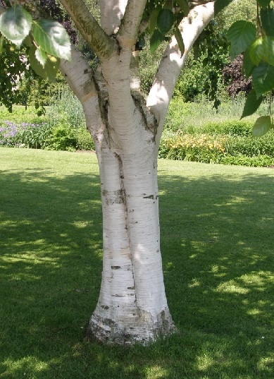 Bříza užitečná himálajská - Betula utilis ssp. jacquemontii, 50 semen