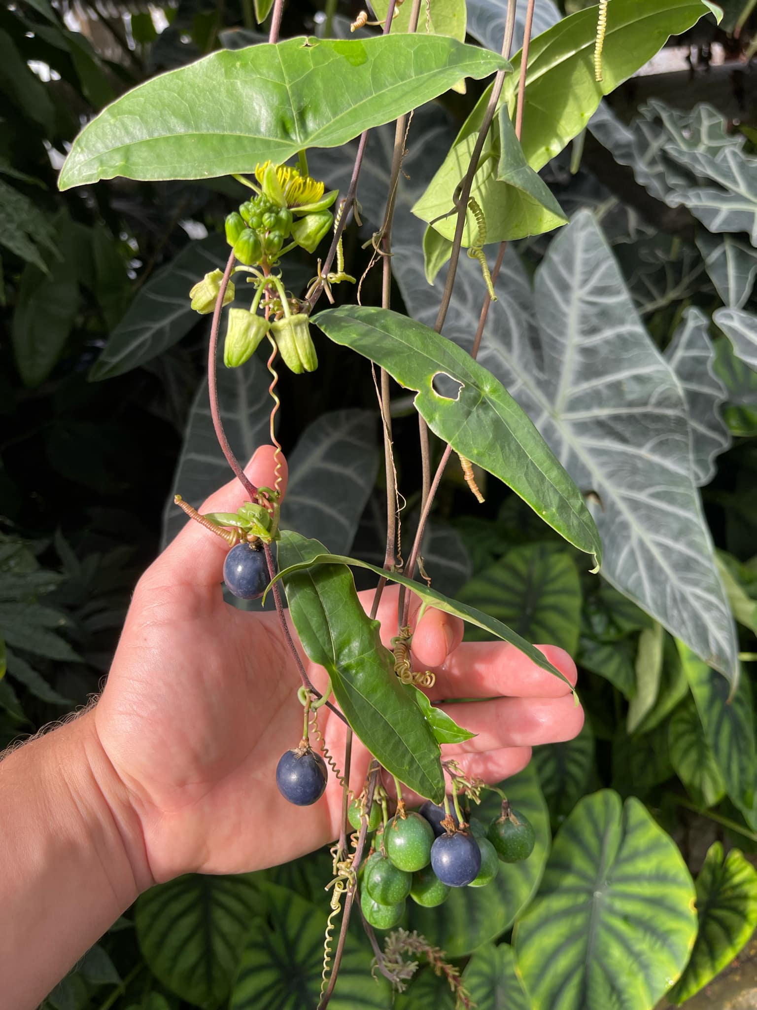 Mučenka - Passiflora sexocellata, 20 semen