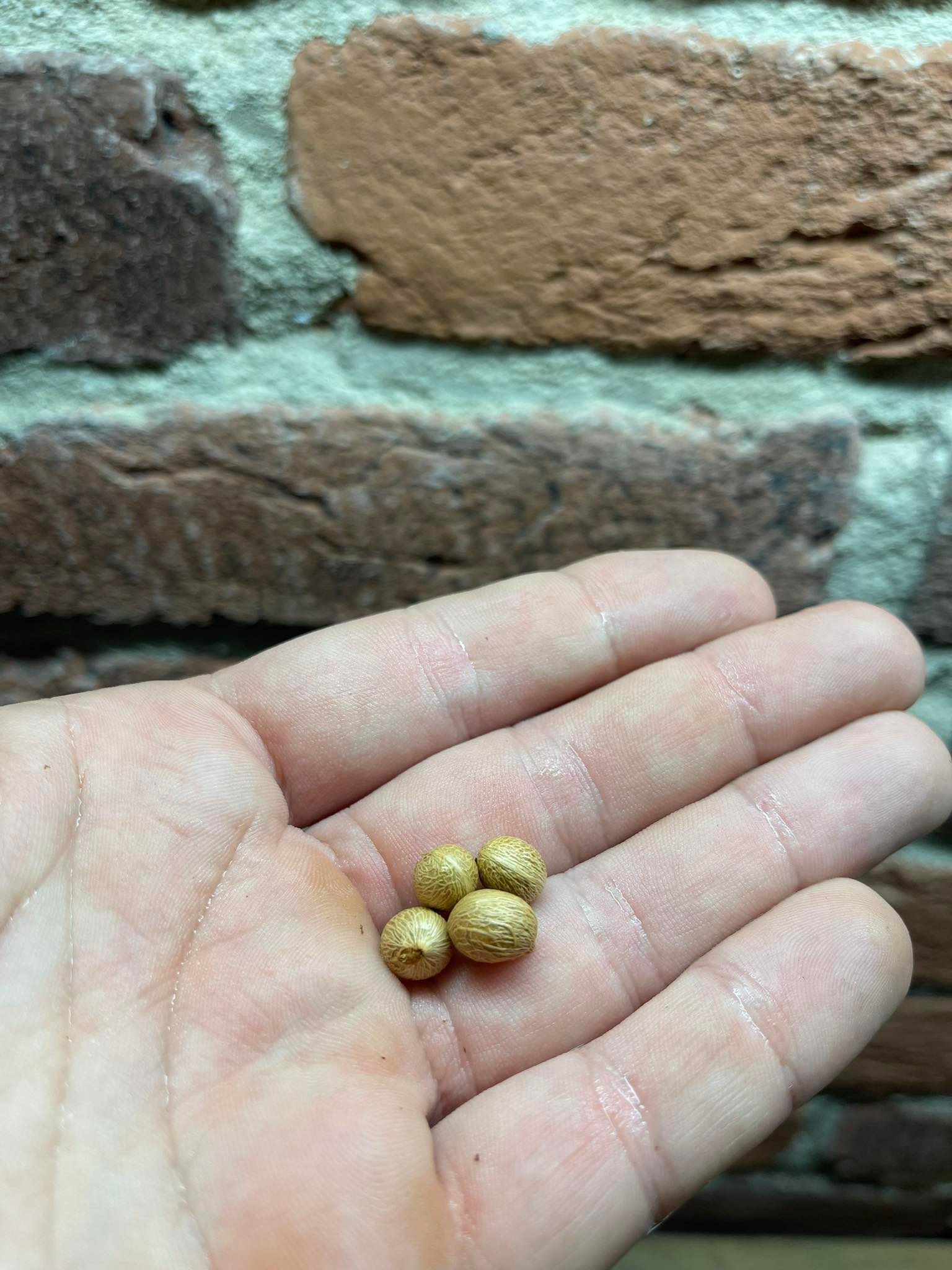 Roystonea regia, 4 čerstvá semena