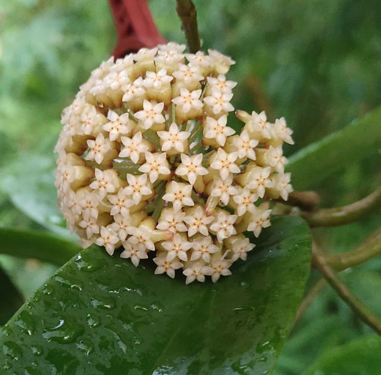 Hoya macgregorii - Řízek