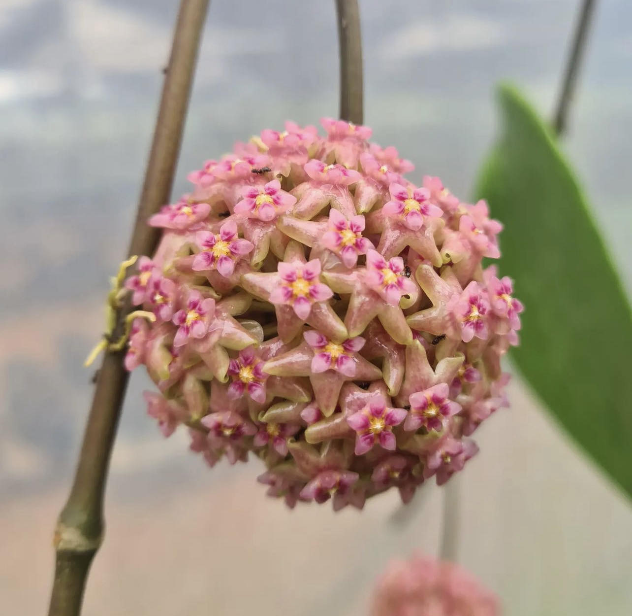 Hoya glabra - Řízek
