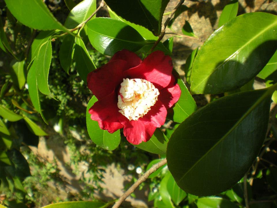 Kamélie japonská "Bokuhan" - Camellia japonica