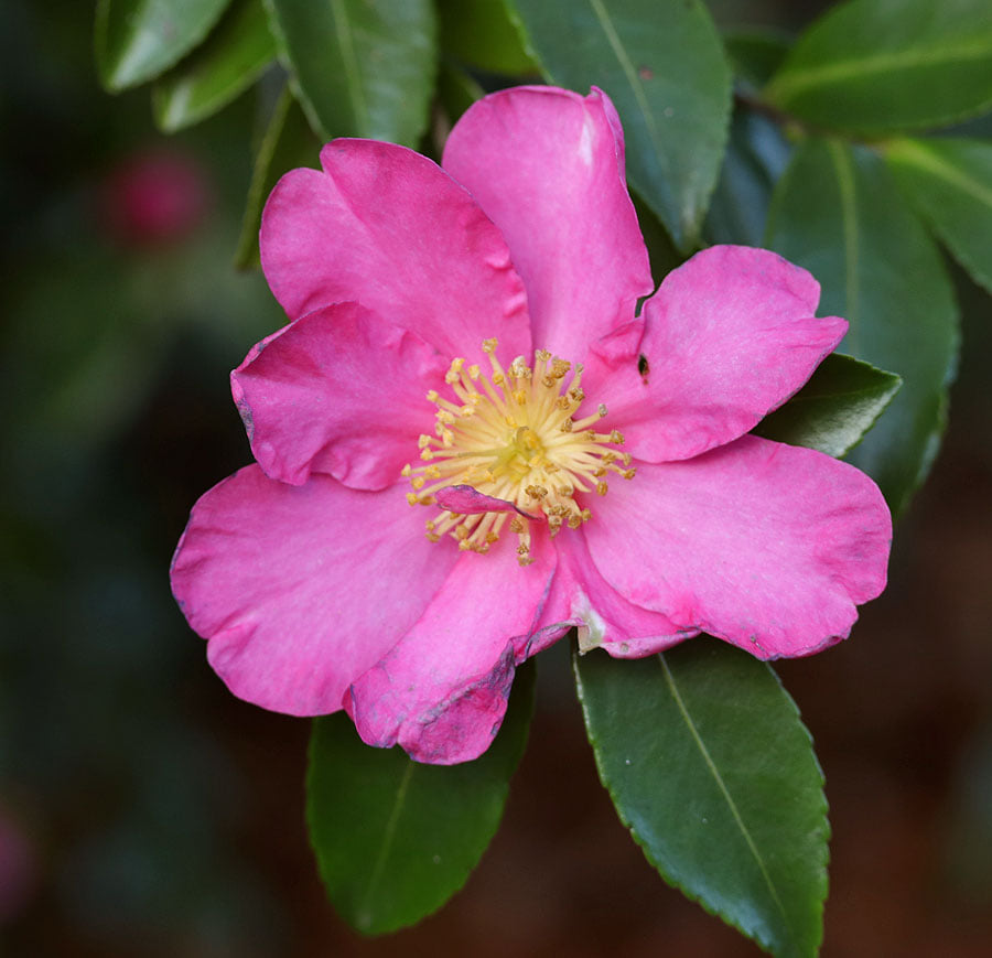 Kamélie sazanka "Vicomte de Noailles" - Camellia sasanqua