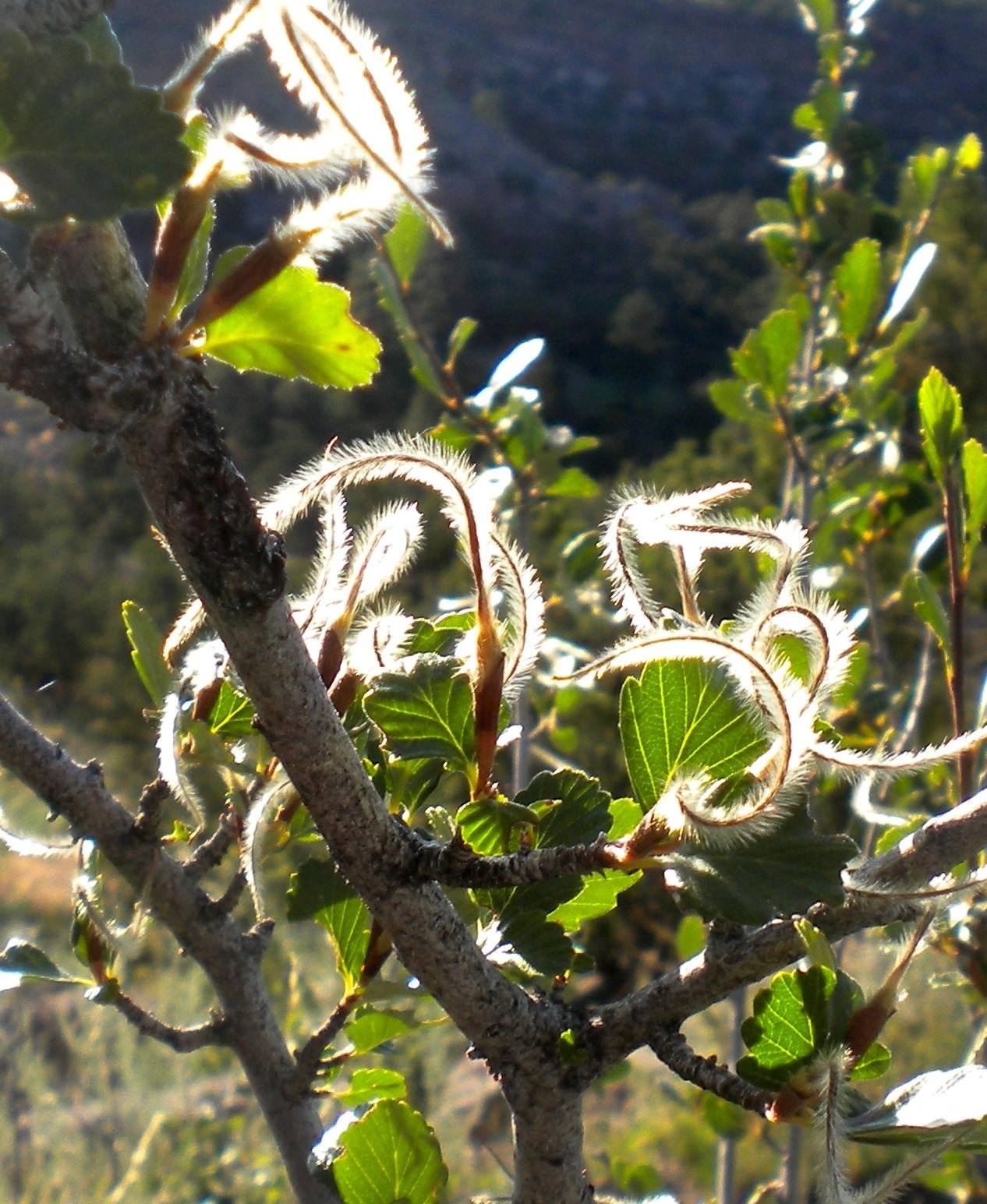 Oháňkovník horský "horský mahagon" - Cercocarpus montanus