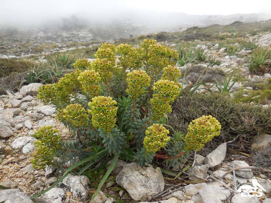 Pryšec středomořský - Euphorbia characias ssp. wulfenii