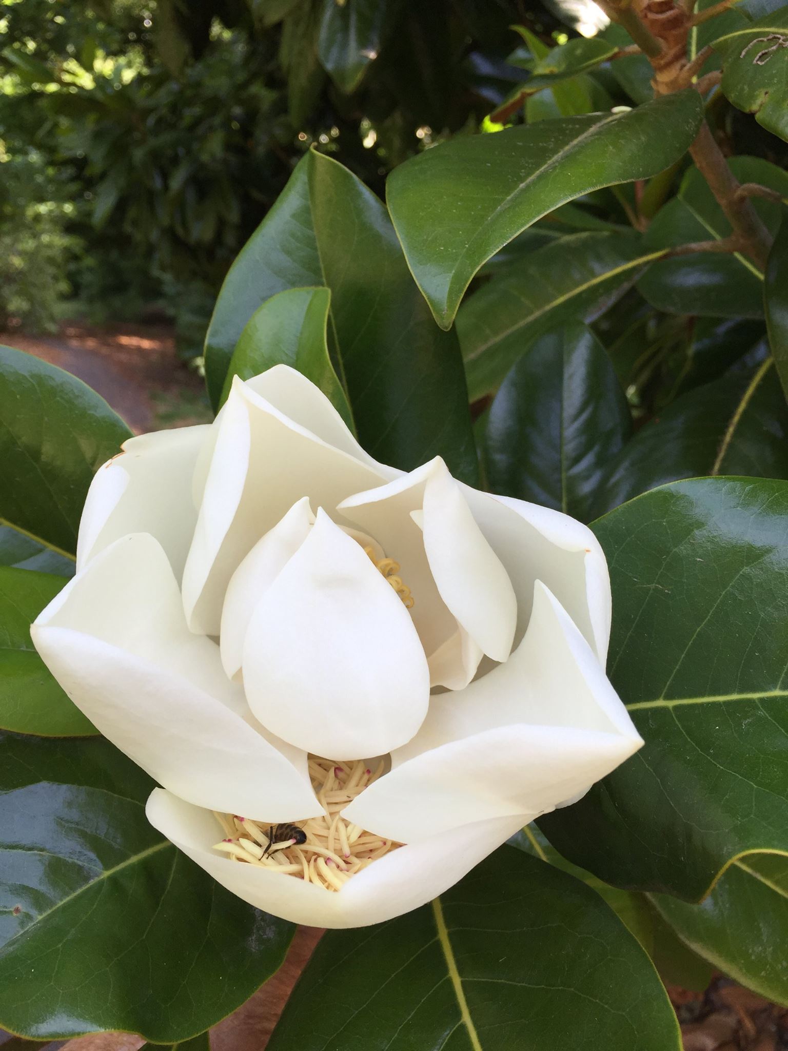 Šácholan velkokvětý - Magnolia grandiflora "Victoria", 50/60 cm