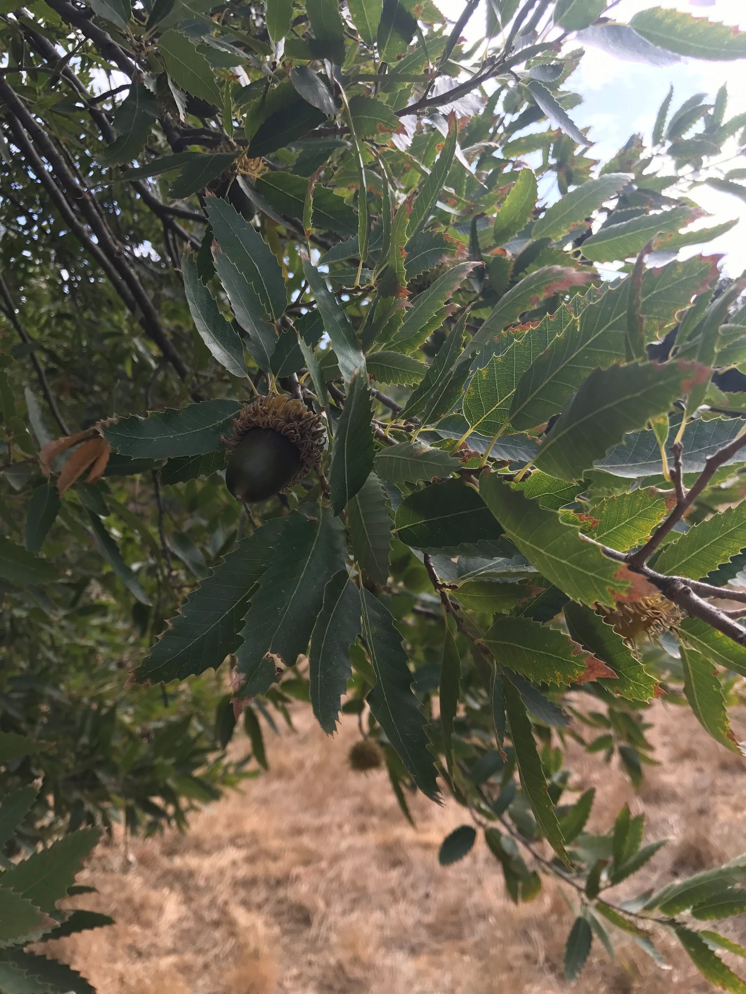 Dub trojský - Quercus trojana