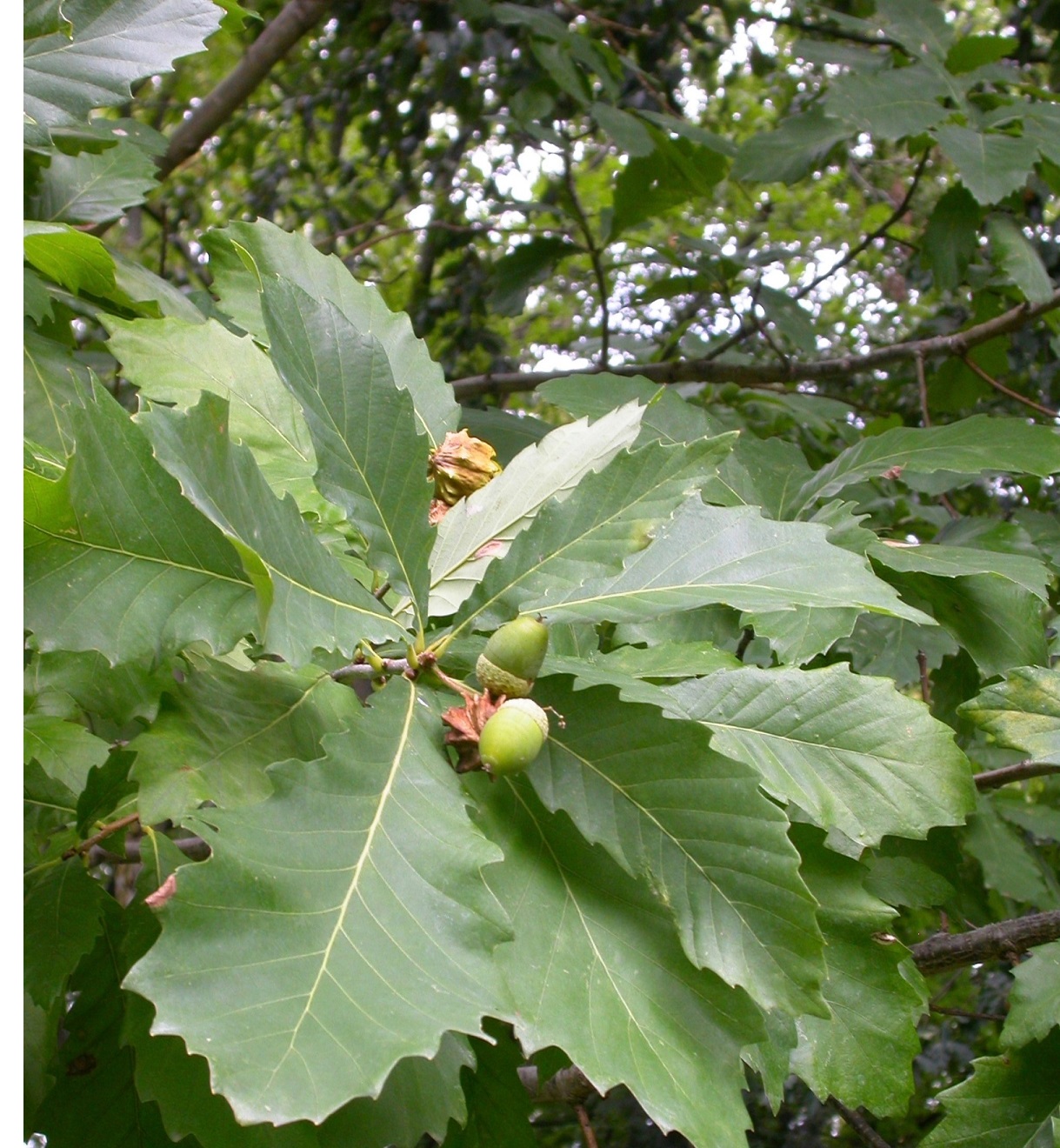 Dub Hickelův - Quercus x hickelii (pontica x robur)