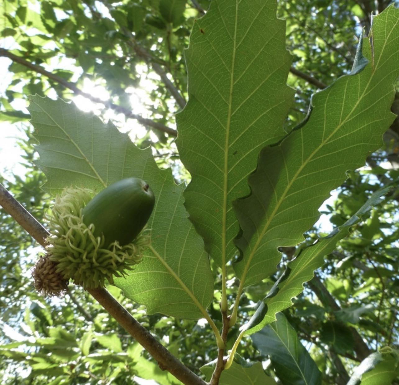 Dub kaštanolistý - Quercus castaneifolia