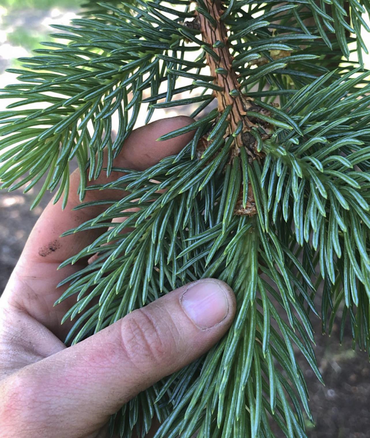 Smrk sitka - Picea sitchensis