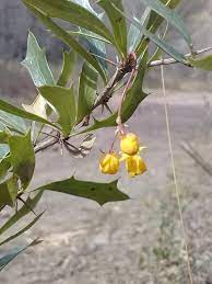 Dřišťál listnatcolistý - Berberis ruscifolia