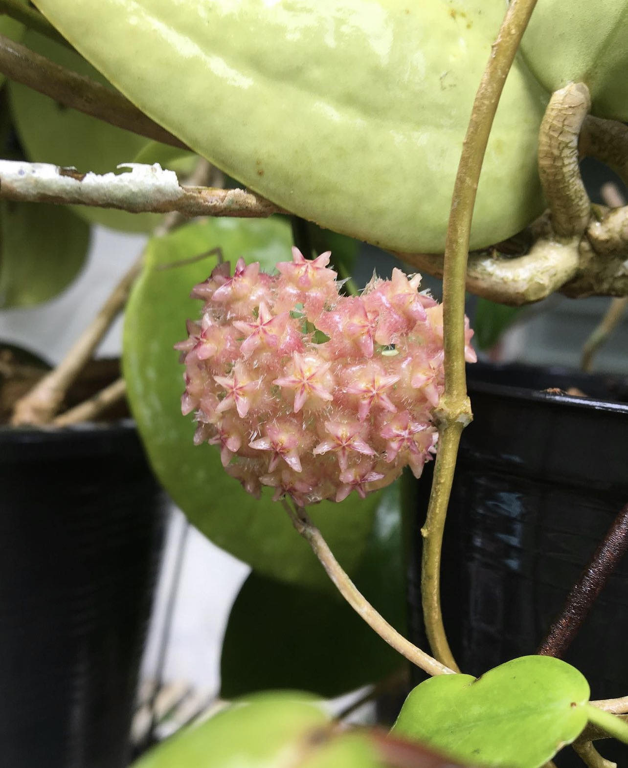 Hoya mindorensis pink - Řízek