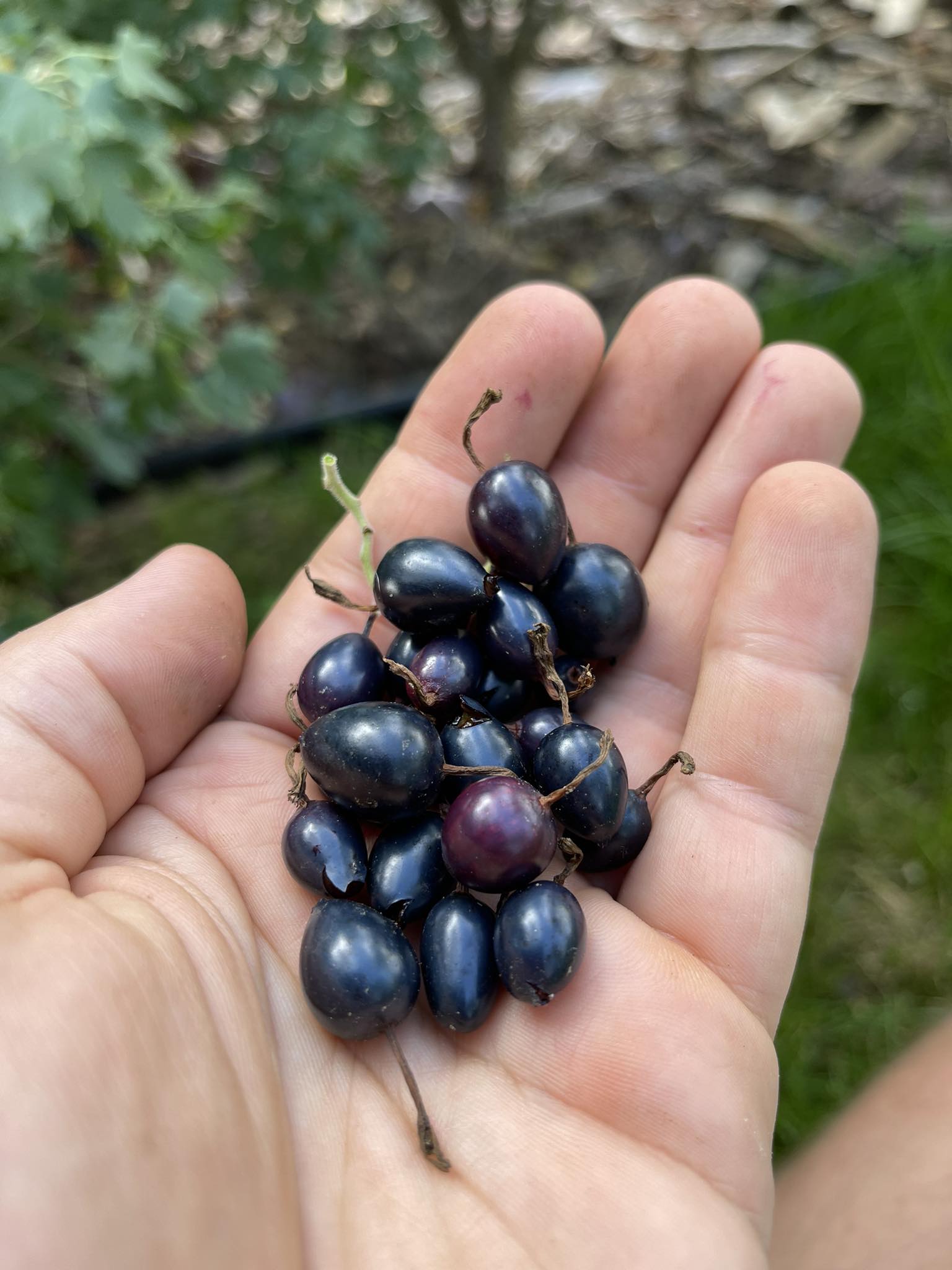Meruzalka plodová, sem. odrůdy Gwens - Ribes aureum