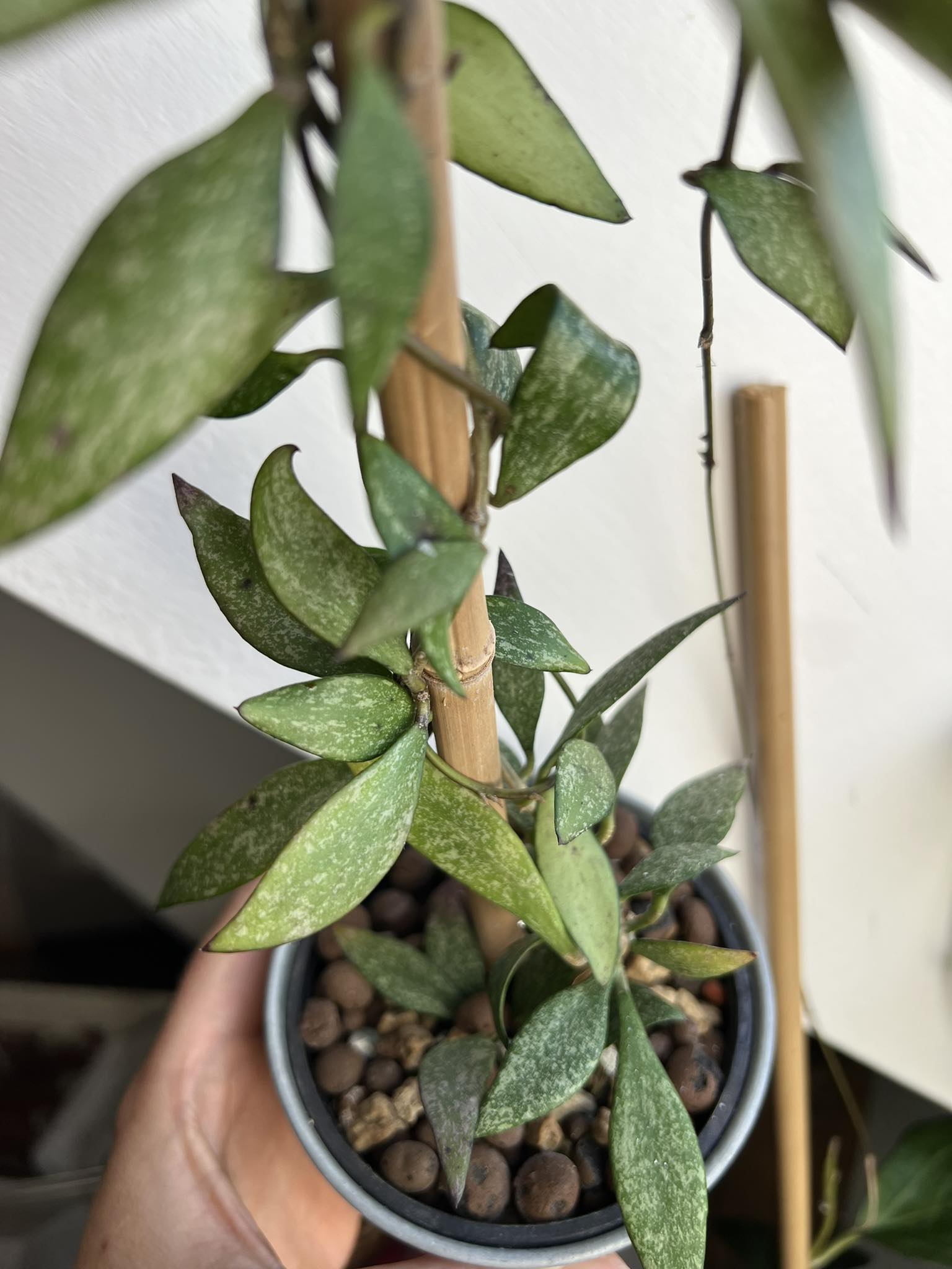 Hoya parviflora - Řízek