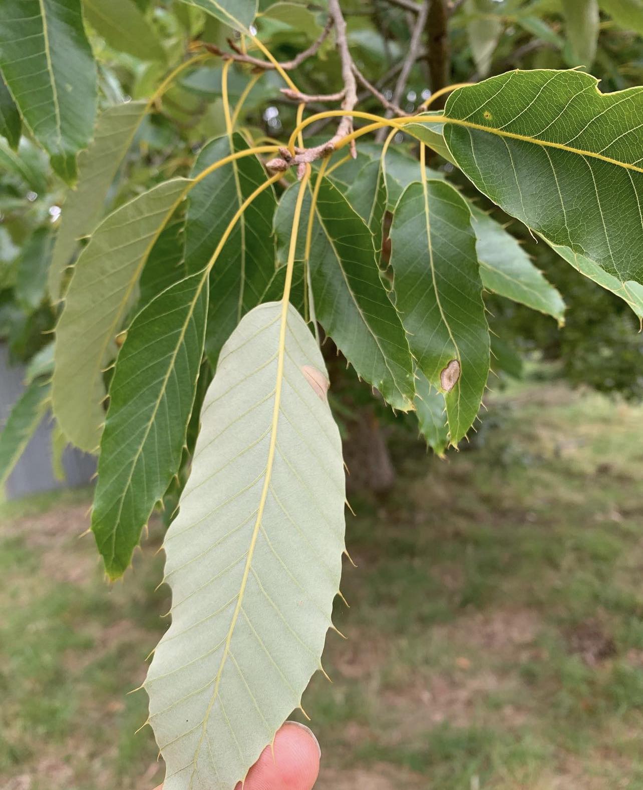 Dub proměnlivý - Quercus variabilis