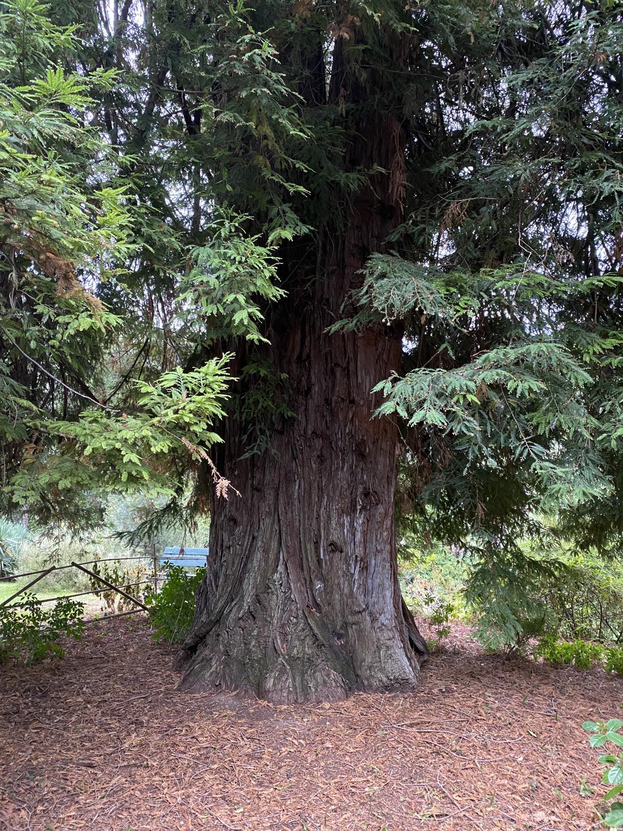 Sekvoj vždyzelená (Arco) - Sequoia sempervirens
