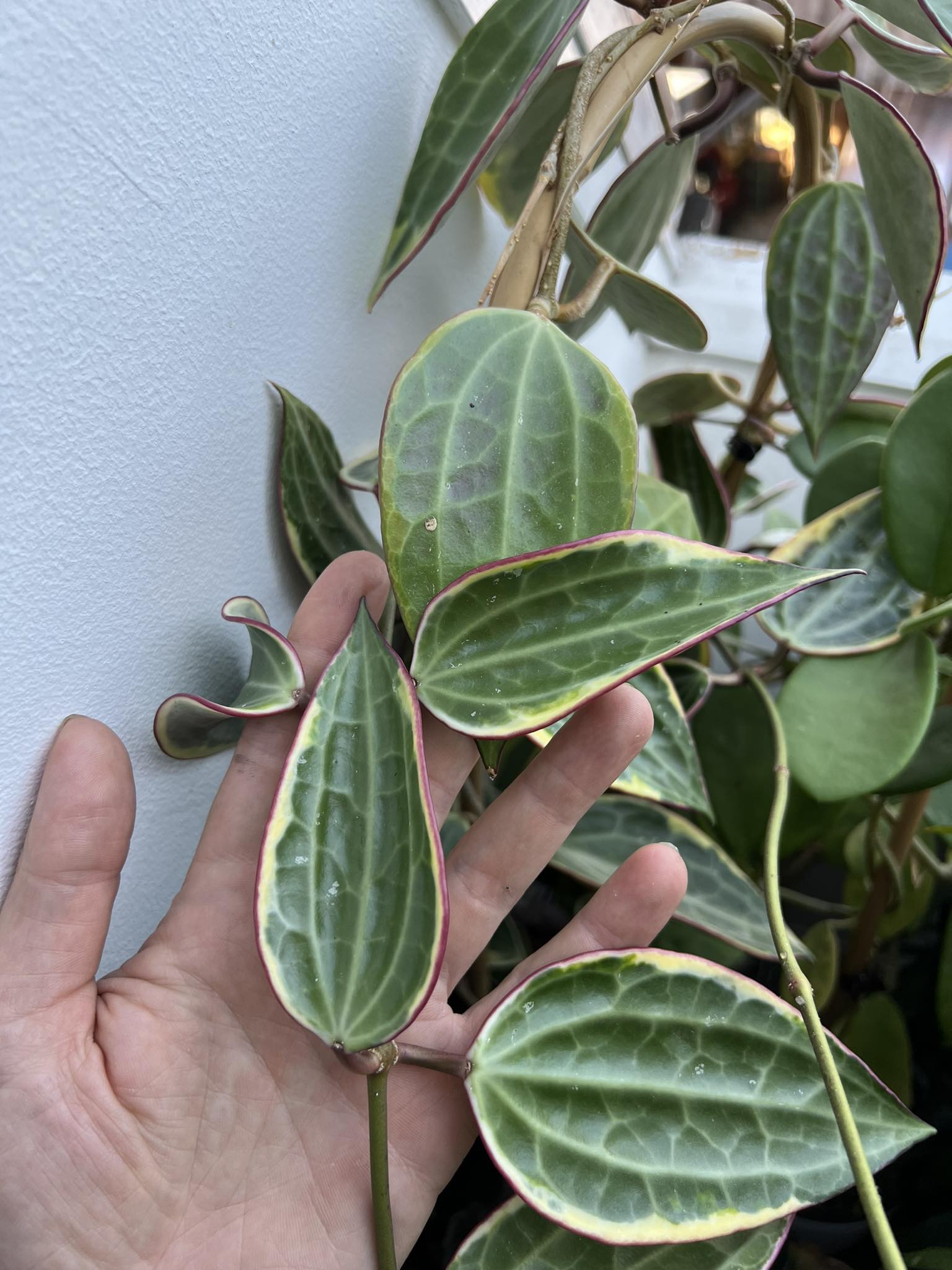 Hoya macrophylla variegata - Řízek