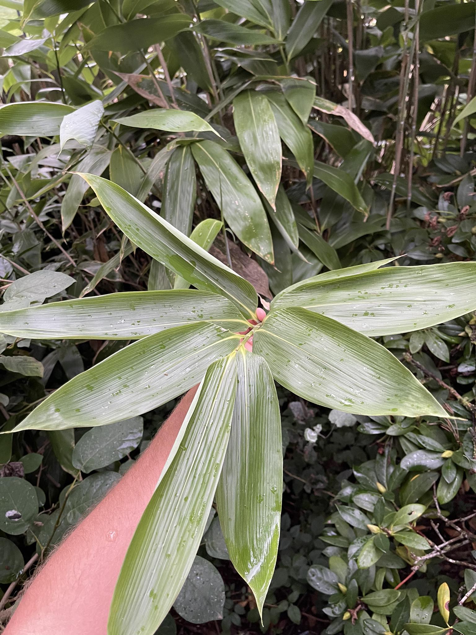 Sasa palmata f. nebulosa, 50/70 cm, k4l