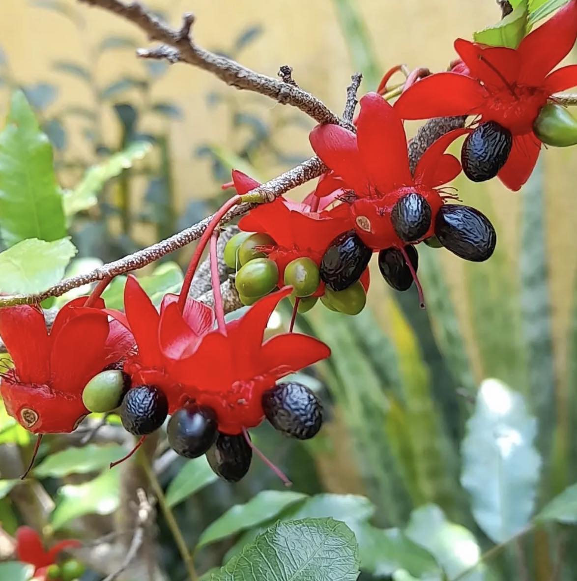 Ochna pilovitá - Ochna serrulata, "Mickey Mouse plant"