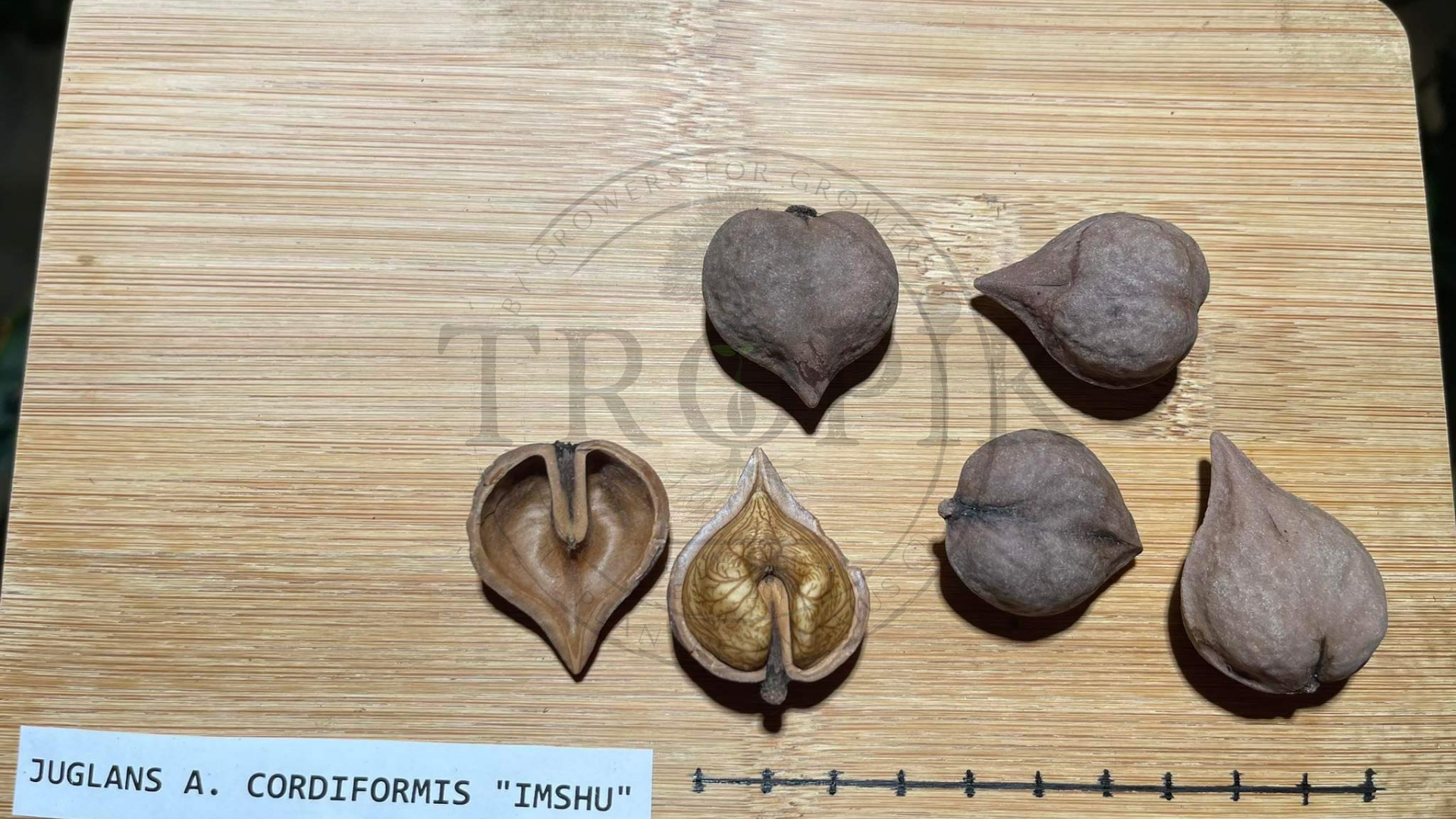 Ořešák srdčitý "Imshu" - Juglans ailantifolia cordiformis, 3 čerstvá semena