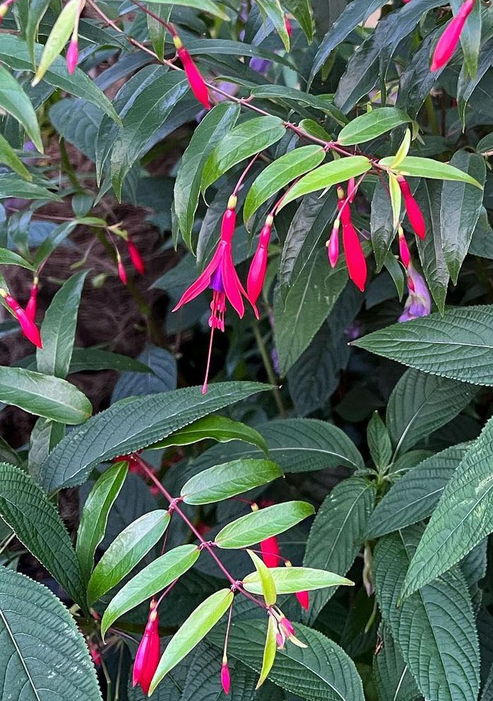 Fuchsie Hatschbachova (mrazuvzdorná) - Fuchsia hatschbachii