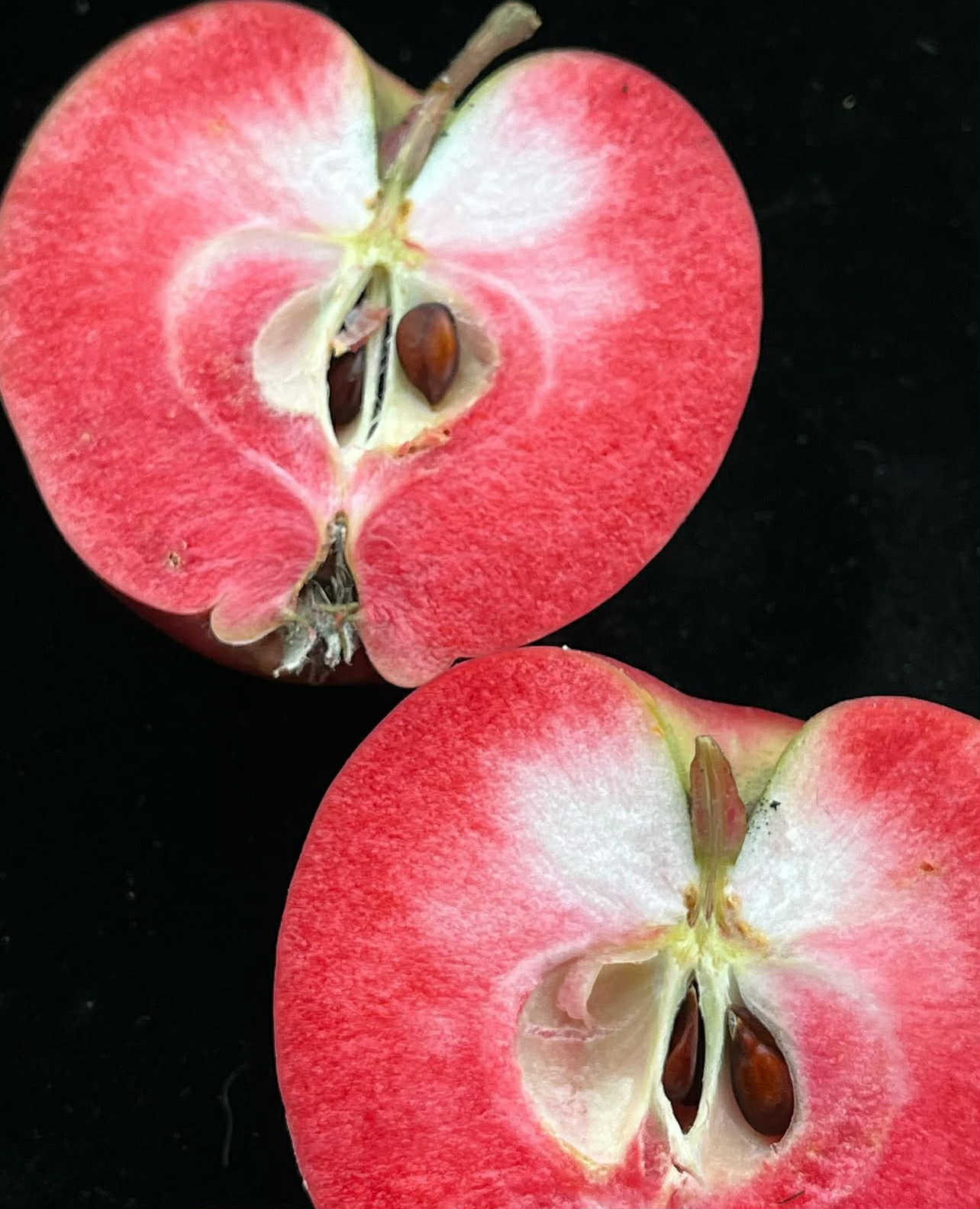 Jabloň krvavá "Aldenham Purple" - Malus sieversii x niedzwetzkyana