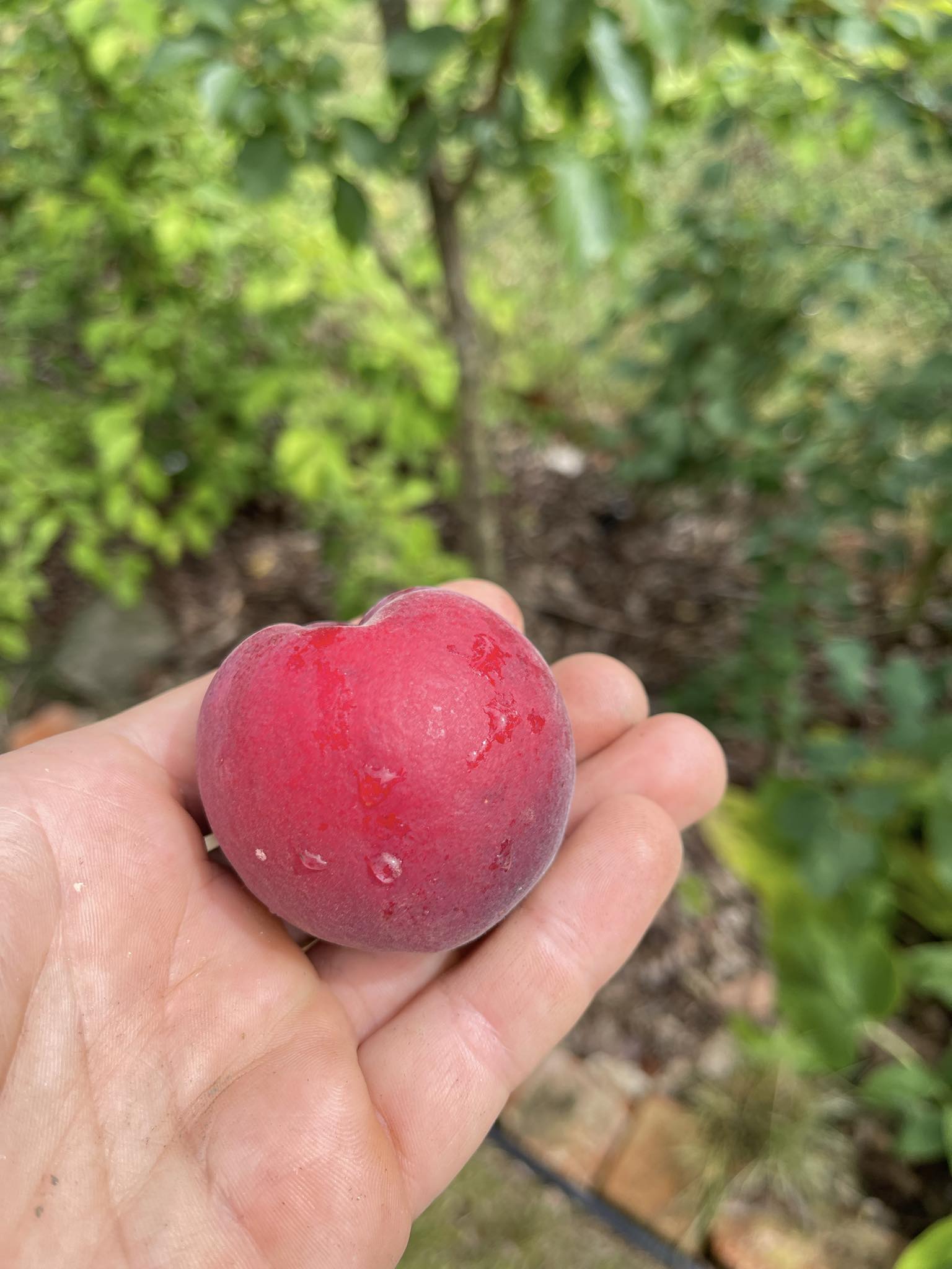 Meruňkošvestka "Hesse (Weinberger)" - Prunus armeniaca x salicina